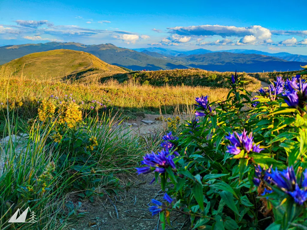 W dolnym prawym rogu zdjęcia znajduje się kępa kwiatów - ciemno niebieskich. Rosną one przy górskim szlaku. W oddali widać liczne niezalesione szczyty górskie. Górny pasek fotografii to niebieskie pogodne niebo z licznymi obłokami. 